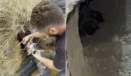 Sivas'ta Porsuk Yuvasında Bulunan Kangal Yavruları İlgi Odağı Oldu