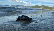 Aydın kıyılarında Caretta carettaların yavru sezonu tamamlandı