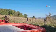 Sinop'ta Doğa Koruma ve Milli Parklar Ekiplerinden 550 Sülün Salımı