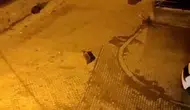 Kars Sarıkamış'ta Mahalleleri Ayılar İstila Etti