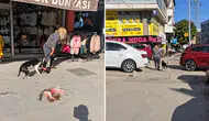 Esenyurt'ta Pitbull dehşeti: Sahibi gözaltına alındı
