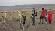 İtalyan Uzmanlar Eskişehir'de Türk Çoban Köpeklerine Hayran Kaldı