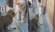 Saraçlar Caddesi'nde Kedinin Fare İle İlginç İmtihanı