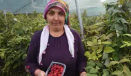 İlçede ilk ahududu üretimini başlattı kilosunu 500 liradan satıyor