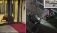 Amasya'da binaya giren yaban domuzu polisin operasyonuyla etkisiz hale getirildi