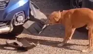 Hindistan'da Sokak Köpeği Fareyi Yakalamak İçin Otomobili Parçaladı
