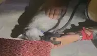 Samsun'da Yangında Mahsur Kalan Kediye Kalp Masajı Yapıldı