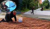 Ordu'da Üreticiler Çadırlarda Fındık Nöbeti Tutuyor