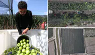 Genç Girişimci Ata Topraklarında Elma İhracat Rekoruna Koşuyor
