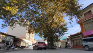 Tokat'ta 142 yıllık ulu çınarın şaşırtan hikayesi