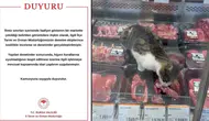 Et dolabına giren kedi pahalıya patladı: Markete ceza yağdı