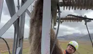 Erzurum'da Elektrik Direğine Çıkan Yavru Bozayı Akıma Kapıldı