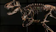 Dinozor Fosili Açık Artırmada 47,3 Milyon Dolara Alıcı Buldu
