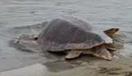 İzmir'de Tedavileri Tamamlanan Caretta Carettalar Özgürlüğe Kavuştu
