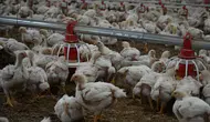 TÜİK Ağustosa İlişkin Kümes Hayvancılığı Üretim Verilerini Açıkladı