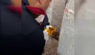 Osmaniye'de Gider Borusuna Sıkışan Yavru Kediyi İtfaiye Kurtardı