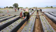 Aydın'da Çilek Üreticileri Yeni Sezon İçin Tarlaya İndi