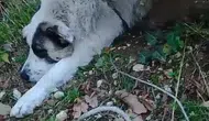 Bursa'da Ormandaki Tuzağa Düşen Köpek Kurtarıldı