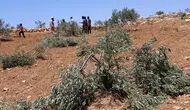 İsrail Güçleri Batı Şeria'da Filistinli Çiftçilere Zeytin Hasadı İzni Vermiyor