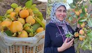 Manisa Sarıgöl'de Cennet Hurması Hasadı Başladı