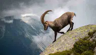 Kaçak yaban keçisi avcılarına 1 milyon TL'yi aşan ceza