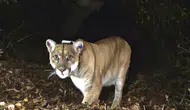 Almanya'nın Bavyera eyaletinde puma alarmı