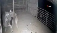 Denizli'de Kurtlar Ağıla Kadar Geldi