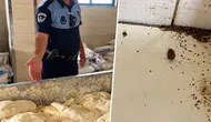 Hatay'da Fırın Denetiminde Şoke Eden Görüntüler