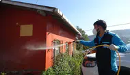 Trabzon'da Kokarcaya Karşı Yürütülen Mücadele Sonuç Veriyor