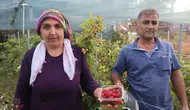 Adana'da İmkansızı Başardı: Kilosu 500 Lira Oldu!