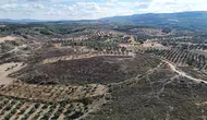 Canakkale'de Yanan Ormanlar Küllerinden Yeniden Doğuyor