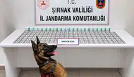 Şırnak'ta Jandarmadan Uyuşturucu ve Aranan Şahıslara Operasyon: 12 Tutuklama