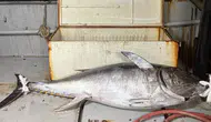 Saros Körfezi'nde Yakalanan Dev Orkinos Şaşırttı