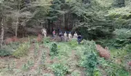 Bolu'da 288 kök kenevir ele geçirildi, 1 tutuklama