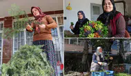 Ormanlardan izinle toplanıyor: Burdur'da üretilip Avrupa'ya ihraç ediliyor
