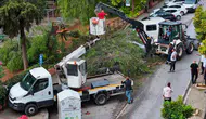 İzmir Karşıyaka'da devrilen ağaç araçlarda hasara yol açtı