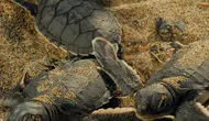 WWF-Türkiye'den Yeşil Deniz Kaplumbağaları İçin Anlamlı Maraton Çağrısı