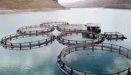 Ordu'da Alabalık Üretim Tesislerine Sıkı Denetim