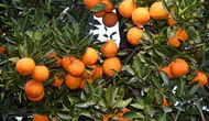 Tarlada 2 Lira Olan Mandalina Marketlerde 50 Liraya Satılıyor