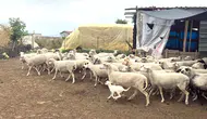 Diyarbakır'da küçükbaş hayvancılığa 2 milyon liraya kadar kredi desteği