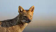 WWF 2026 Yaşayan Gezegen Raporu Yaban Hayatındaki Büyük Düşüşü Ortaya Koydu