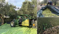 Akhisar zeytin rekoltesi üçe katlandı ancak üretici dertli