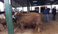 Tavşanlı hayvan pazarında Kurban Bayramı öncesi hareketlilik neden bu kadar erken başladı?