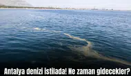 Antalya Körfezi'nde Kızıldeniz'den Gelen Denizanaları Neden Yoğunlaşıyor?