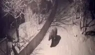 Artvin'de ilkbahar gelince aç kalan ayılar köylere indi