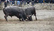Artvin'de geleneksel boğa güreşleri sezonu açıldı