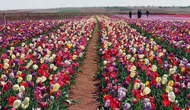 Karaman'da renk cümbüşü: Milyonlarca lale dünyaya açılıyor