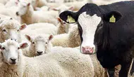 Eskişehir kurbanlık fiyatları: Küçükbaş ve büyükbaş ne kadar?