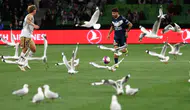 Avustralya A-League Maçında Beklenmedik Misafirler: Sahayı Martılar Bastı!