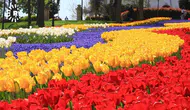 İstanbul'da Baharın Müjdecisi Olan Laleler Neden Bu Kadar Önemli?
